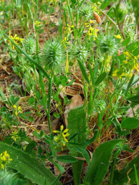 Phleum echinatum / Codolina ovata